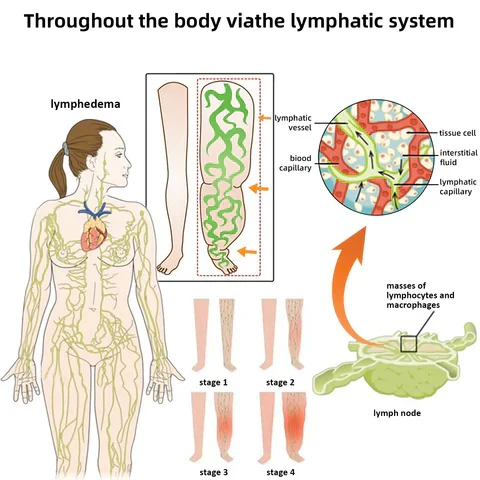 Lymphatic System Throughout Body
